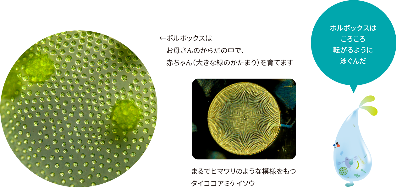 命を知ろう！ミクロ生物たち