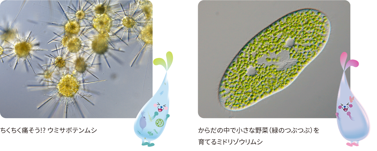 命を知ろう！ミクロ生物たち