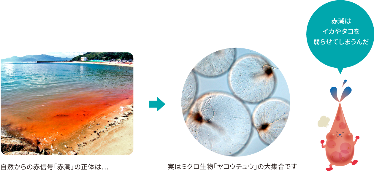 命を知ろう！ミクロ生物たち