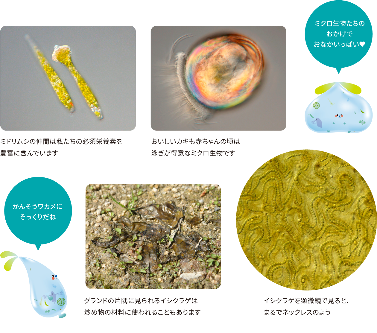 命を知ろう！ミクロ生物たち